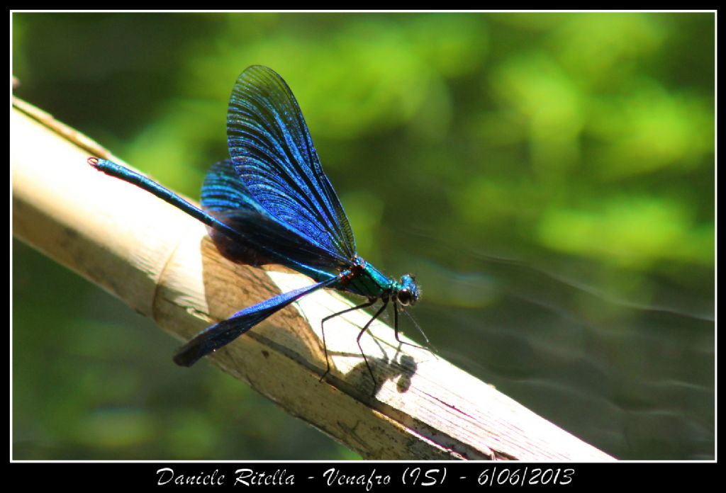 Identif. libellula 1 - Venafro (IS)